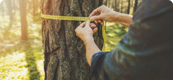 Tree Measure
